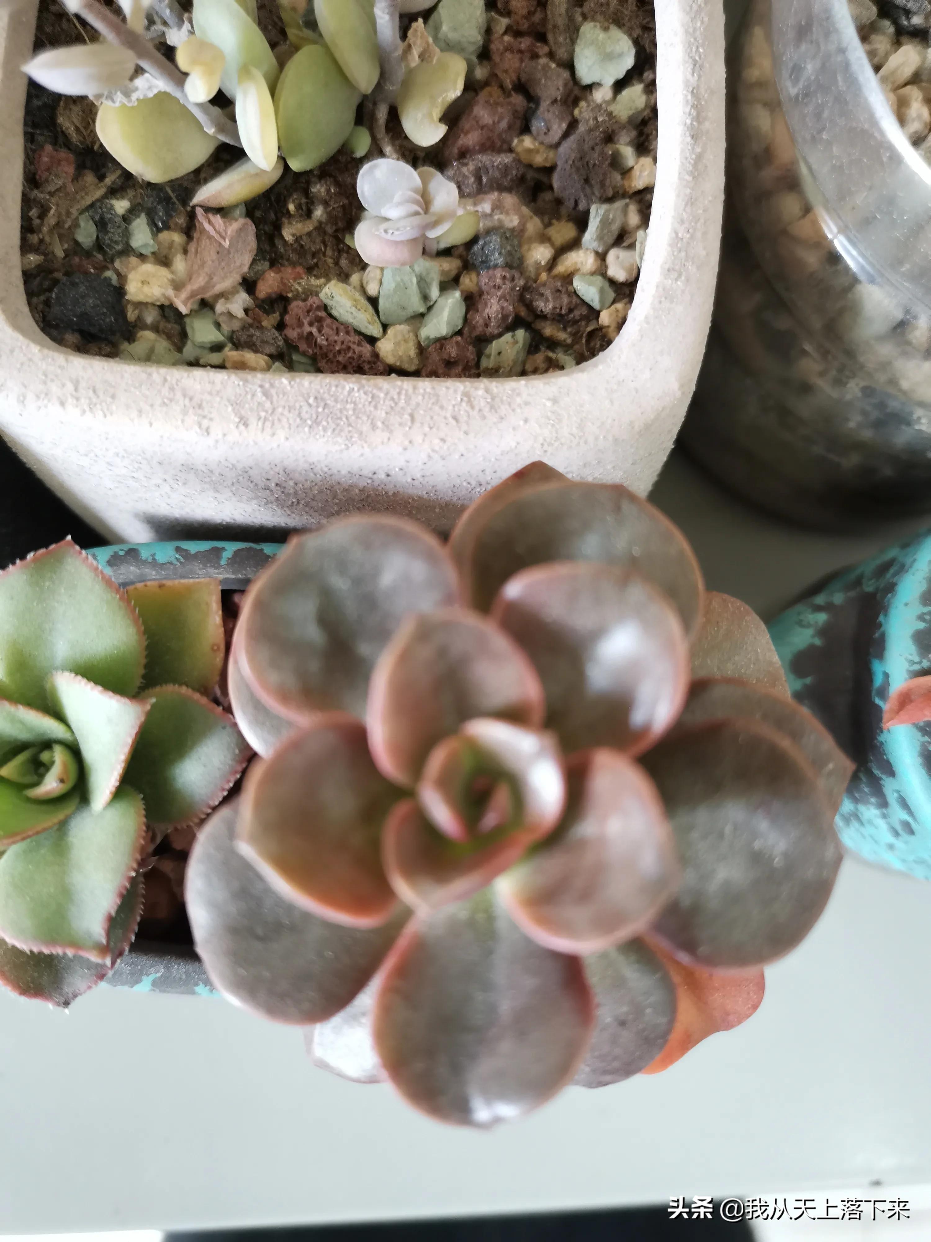 多肉品种及图片大全欣赏,多肉品种辨别图片大全欣赏