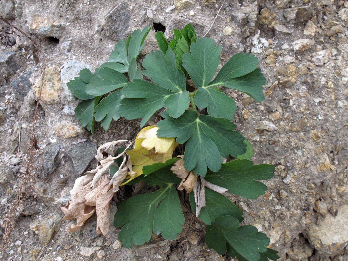 岱山岛为什么叫岱山岛呢,岱山岛定位