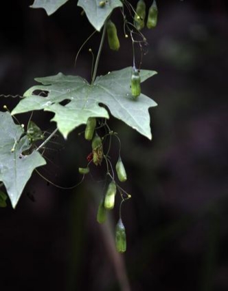 土贝母是什么味,土贝母植物果实照片