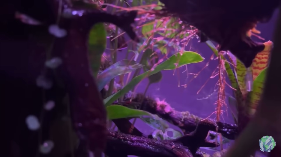 美国小哥在卧室建出一缸热带雨林，食物链环环相扣，太强了