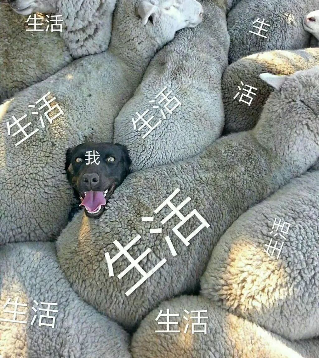 离谱！山东大哥专卖死人车：车有多凶，全看小*狗黑**上车坐哪？？