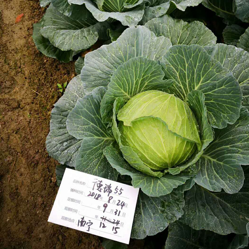 耐高温甘蓝蔬菜种子,耐寒甘蓝新品种