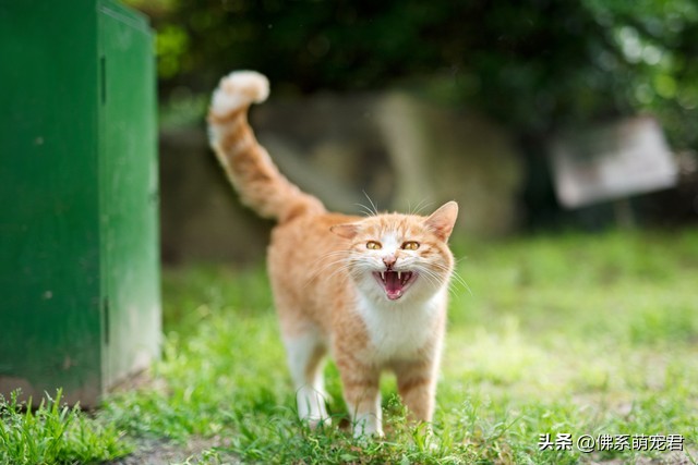 新手养猫省钱小知识大全,最全的新手养猫攻略