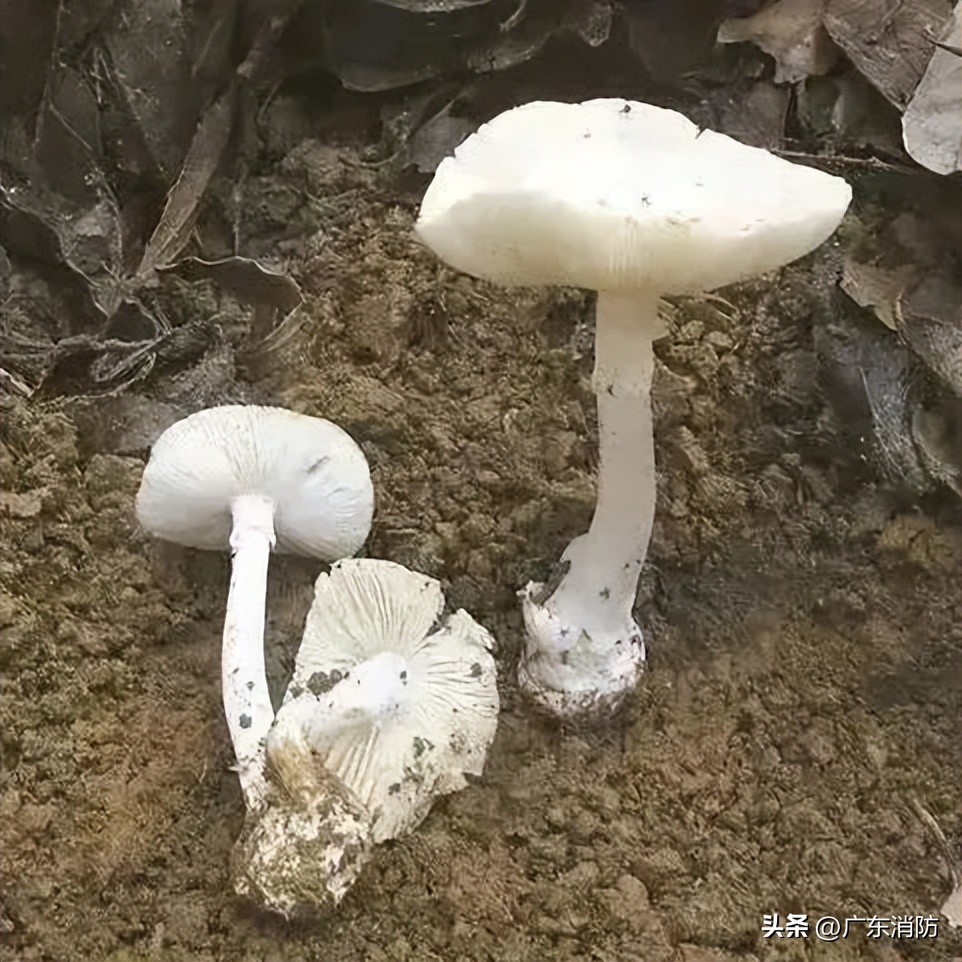在深山老林捡菌子,夫妻深山捡菌子