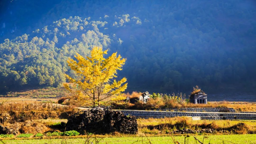 腾冲银杏秋色,腾冲银杏村四季景色