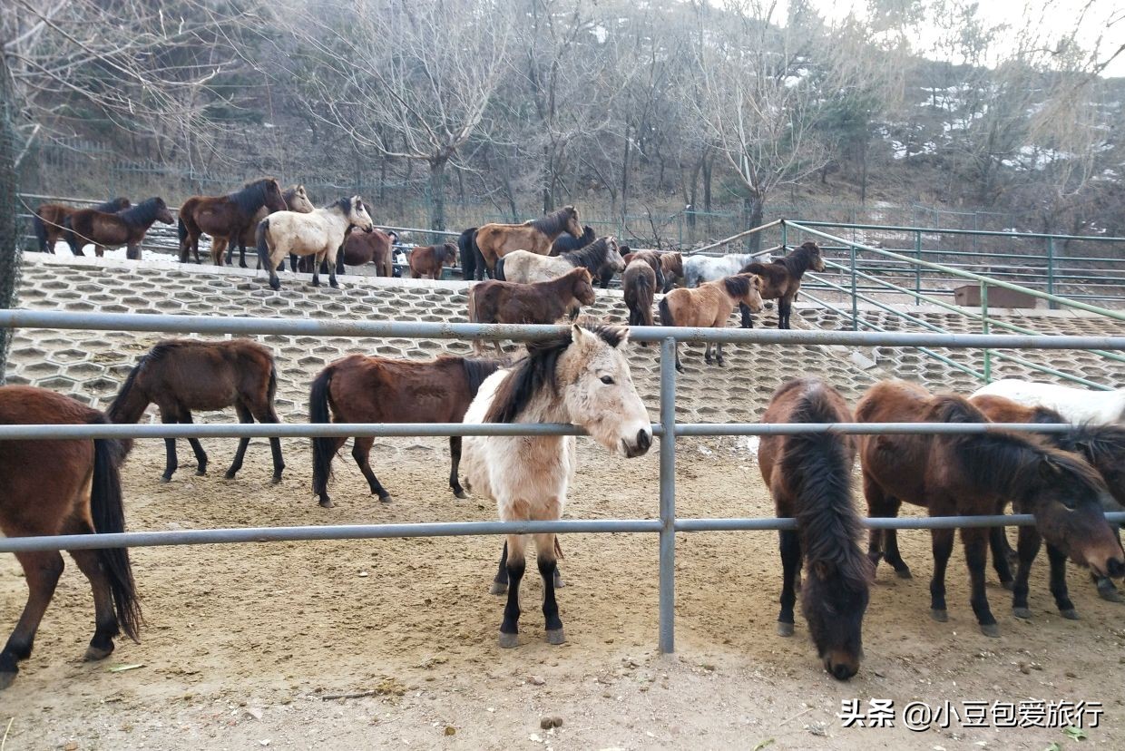 八达岭北京野生动物园推荐,两个人花100块钱能在北京玩多少