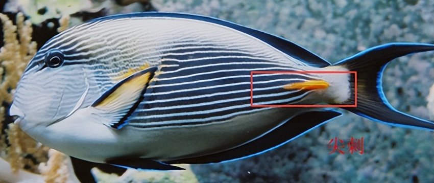 海缸入门花费多少,海缸入门推荐