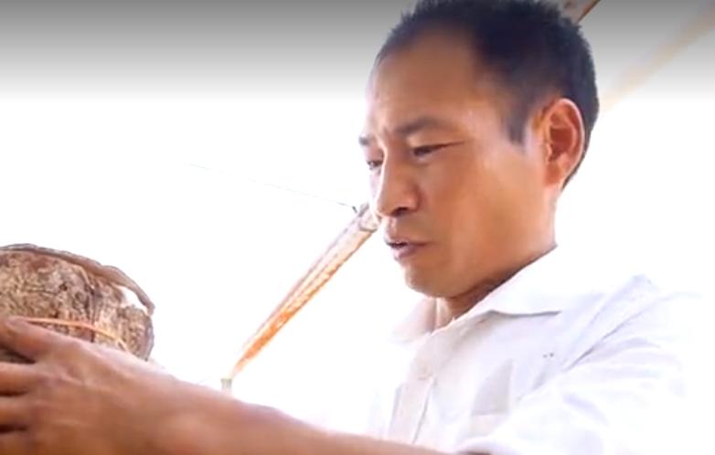 杀人蜂发家致富吗,养杀人蜂年入百万