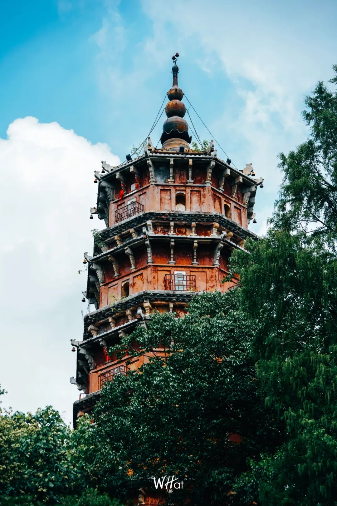 宝通寺后山流浪猫,猫可以治好人的精神内耗吗