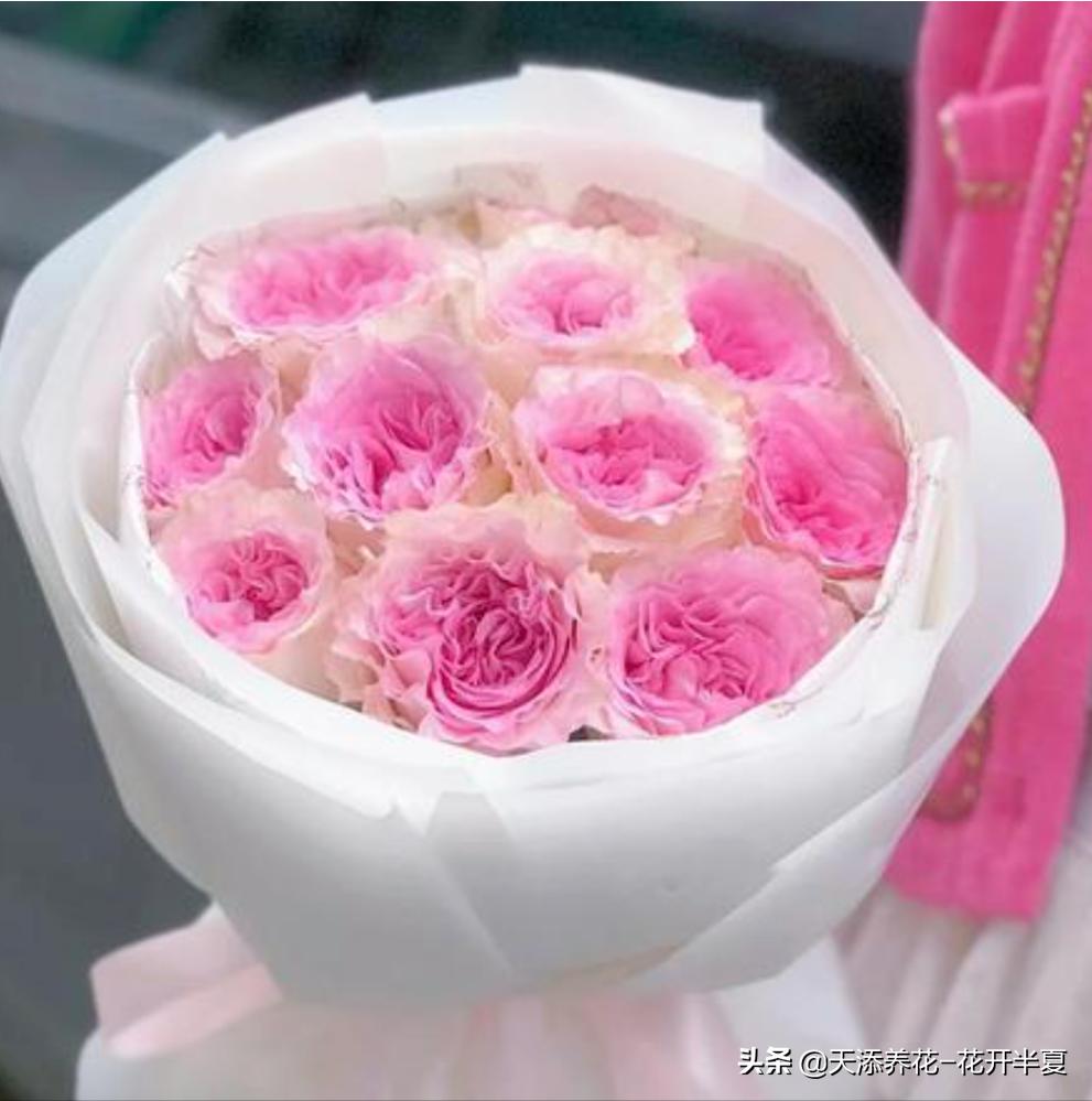 18朵粉色玫瑰花代表什么含义,5朵玫瑰花的寓意和花语是什么