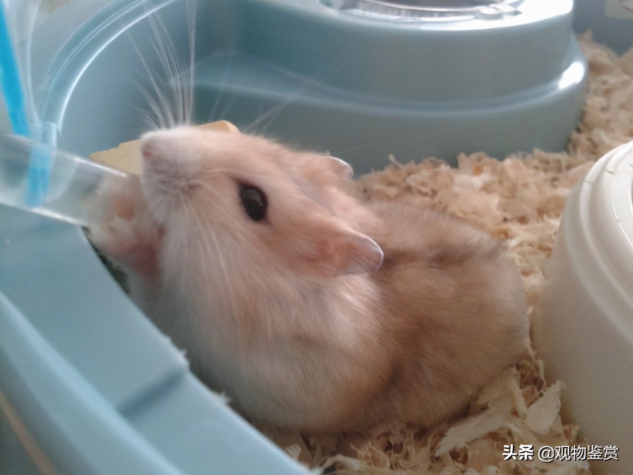 仓鼠喝凉白开还是喝自来水,仓鼠要喝水吗怎么喂