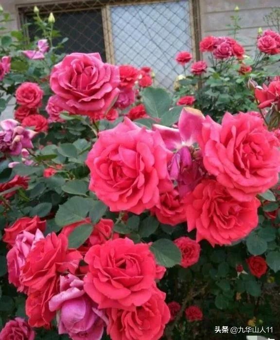 大花浓香勤花的月季品种,大花月季品种介绍大全图片及价格