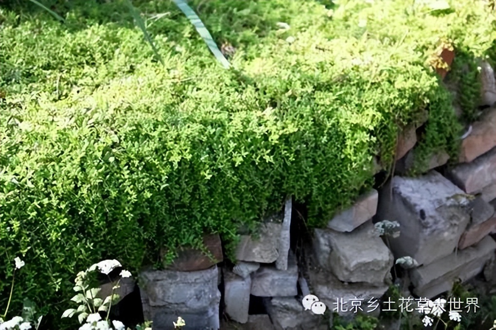 缁挎櫘鏂瑰渾鑺卞崏绉戞妧鏈夐檺鍏徃,缁挎櫘鏂瑰渾