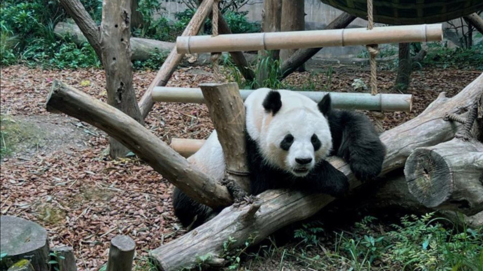 熊猫去国外多少钱一年,熊猫在荷兰一年可以赚多少钱