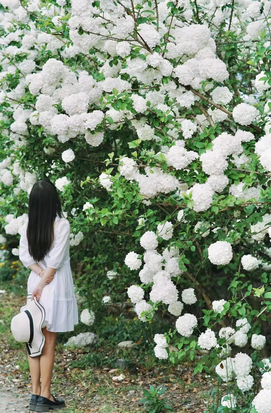 提前盛开！成都市区这个被偏爱的宝藏地又上新，即将刷爆全网