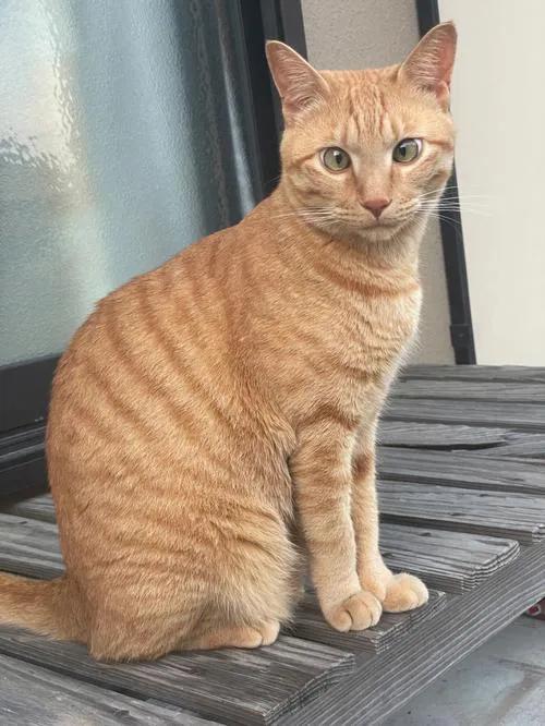 九种常见的田园猫,新手适合养的田园猫品种