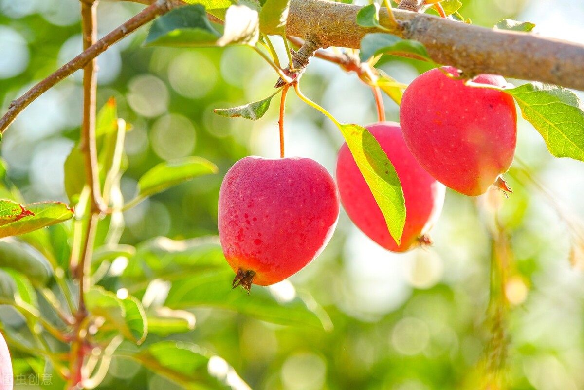 为什么新西兰火箭果这么贵,火箭果价格