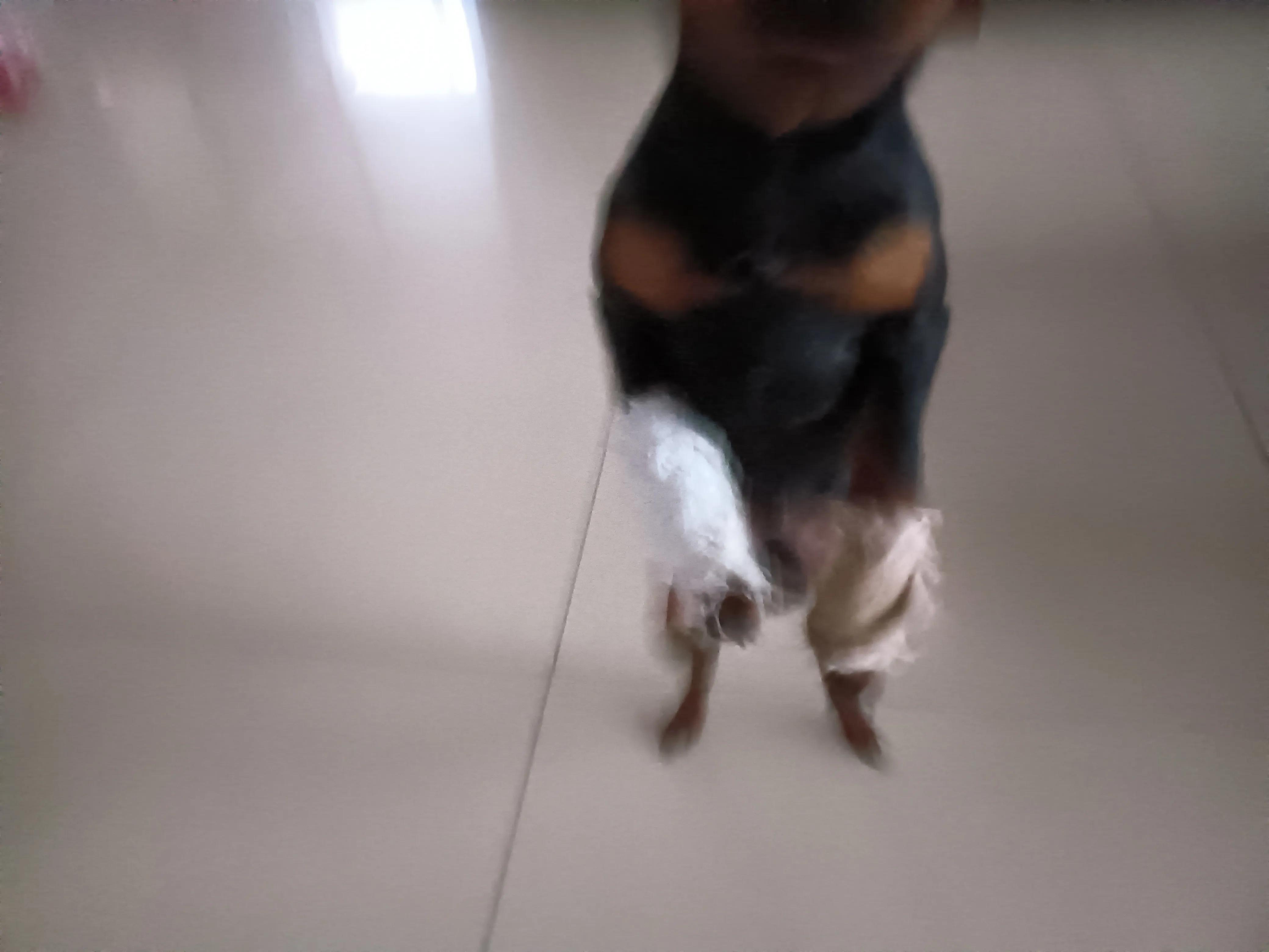 医院怎么给狗狗治疗骨折,如何治狗骨折