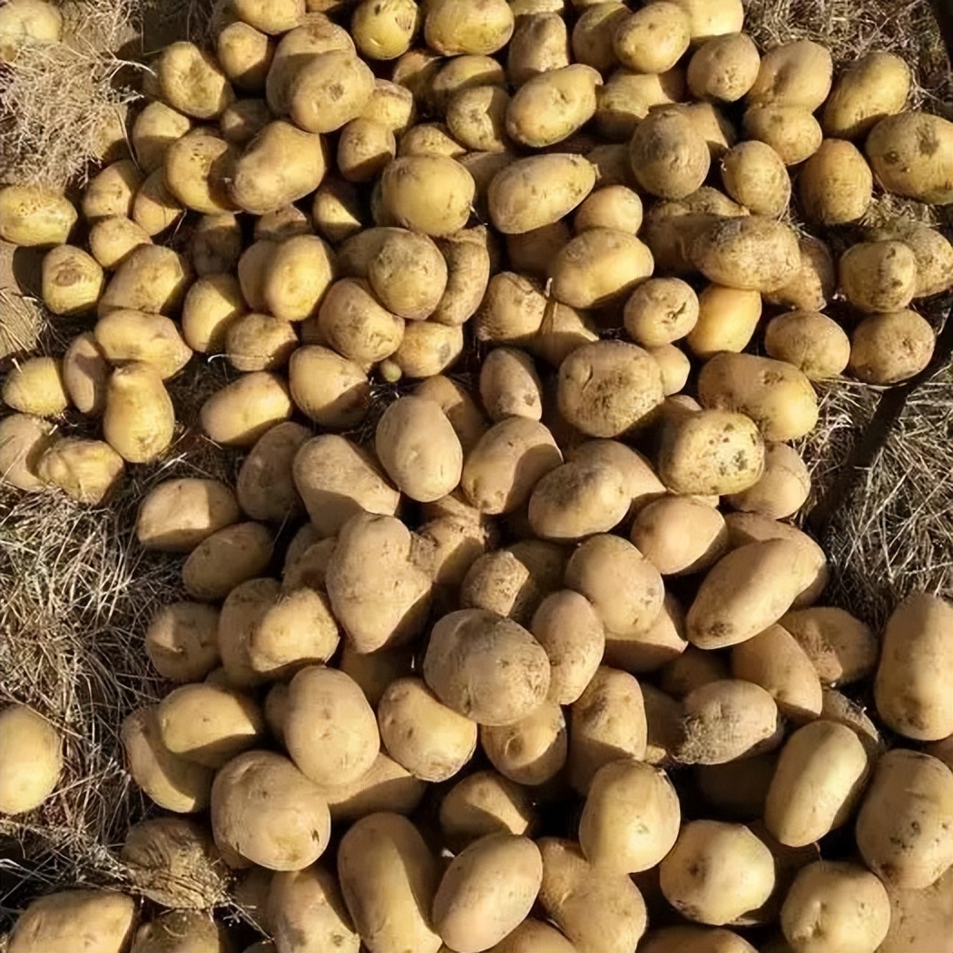 哪里产的土豆最好吃,全国哪的土豆最好