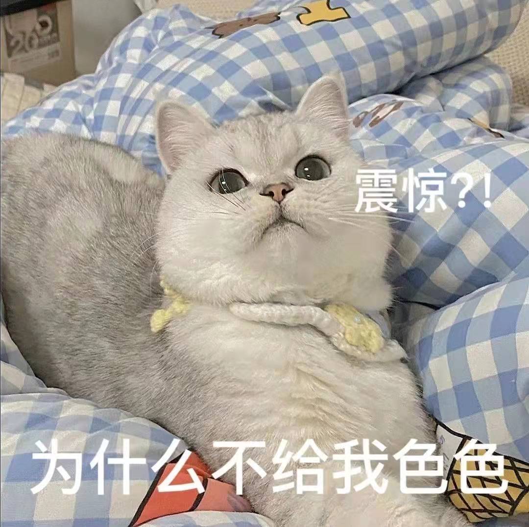 猫咪开车姿势多种多样，绝对是你想象不到的疯狂