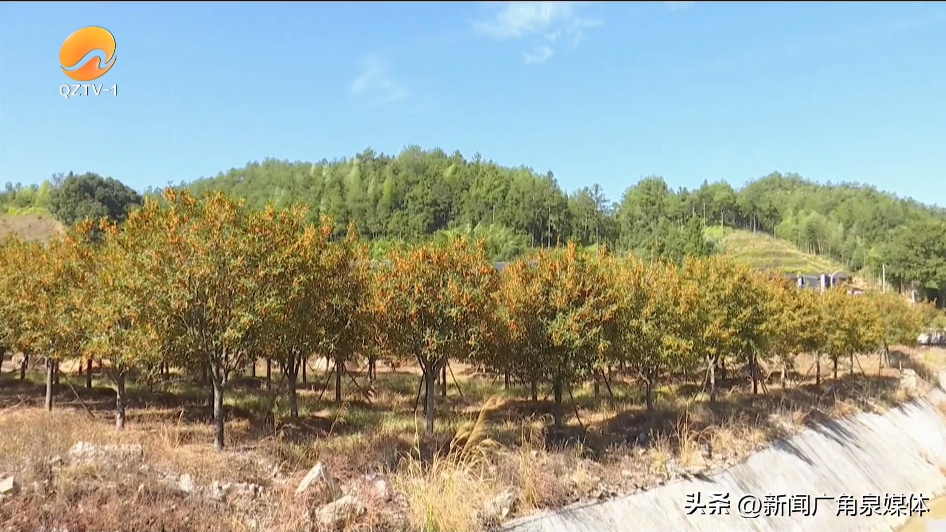 金秋十月桂花飘香完整版,绝美金秋桂花飘香