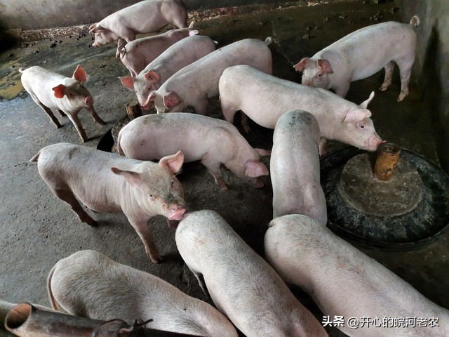 生猪价格下跌跟大养殖场有关吗,生猪价格生猪养殖