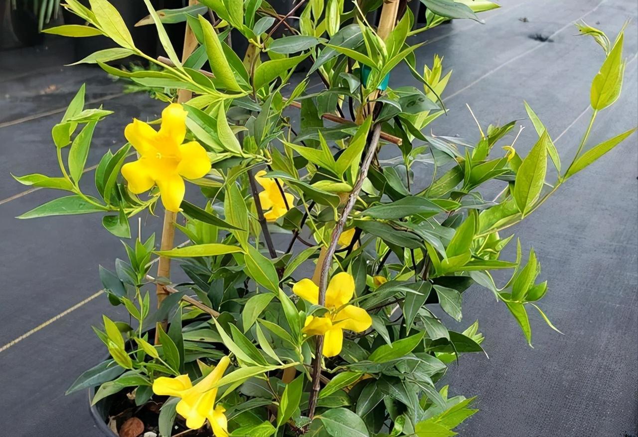 毒性很强的花是什么花,这6种常见的花有毒性