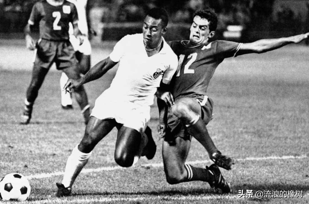 橡树|贝利，我们的足球的“暗号”