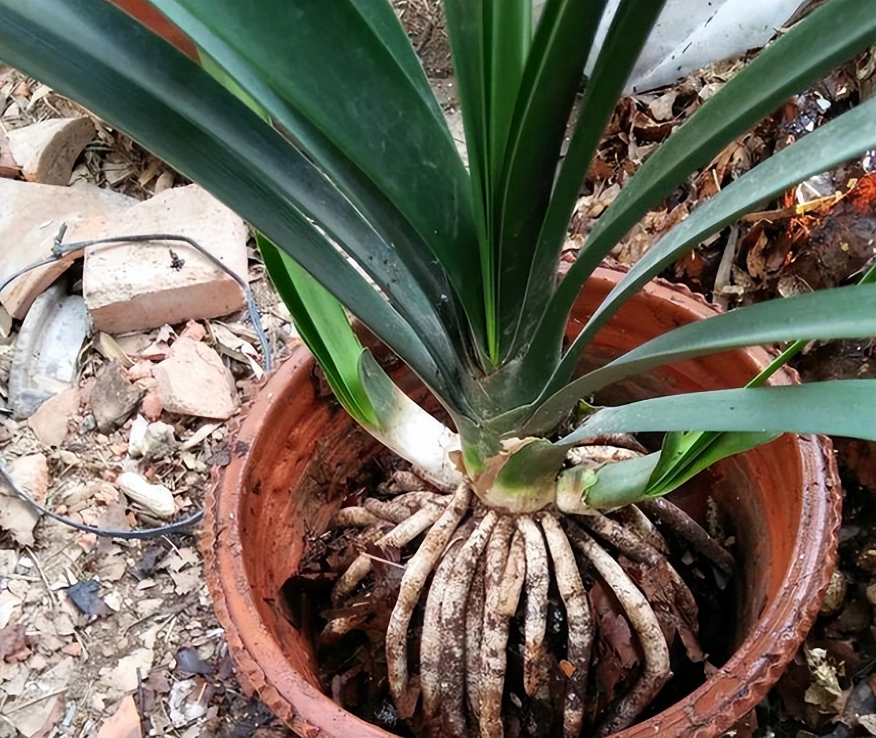 过期的各种药片混在一起浇花好吗,四种过期药片可以浇花