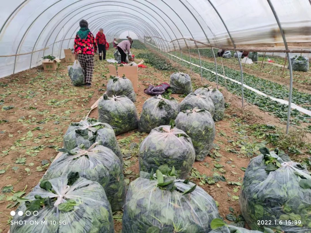 城市白领到年卖10万吨大蒜的女强人，河南杞县女老板林林如何做到