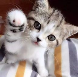 养猫铲屎官的坏习惯,新手铲屎官养猫指南