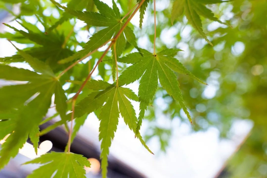 松下25mmf1.7评测,松下18mmf1.8缺点