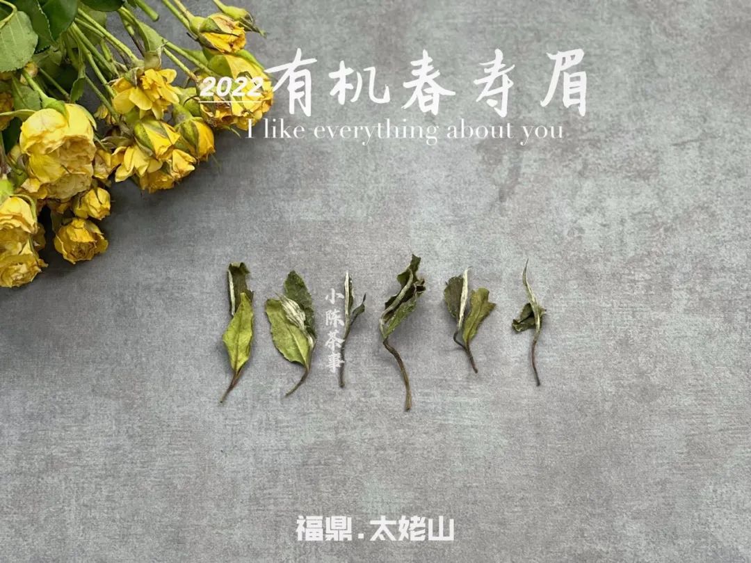 白毫银针茶哪种白茶最好,白茶的寿眉贡眉银针