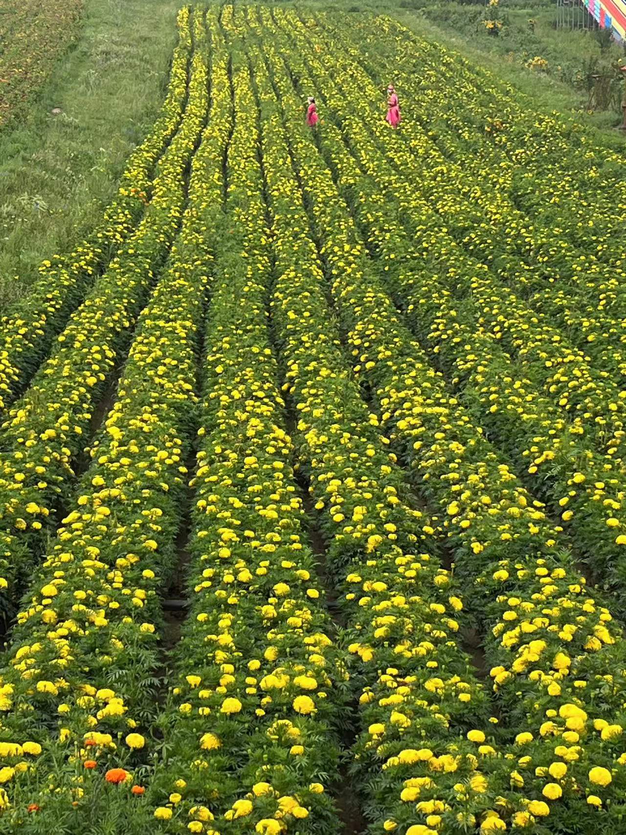 腰椎间盘突出自愈案例,腰椎爆裂性骨折减压手术记录