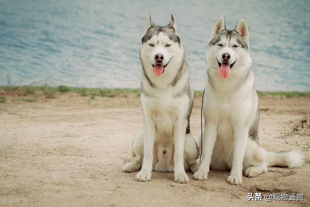 狗是怎么繁殖的，狗的繁殖方式有哪些？狗的繁殖期是什么时候