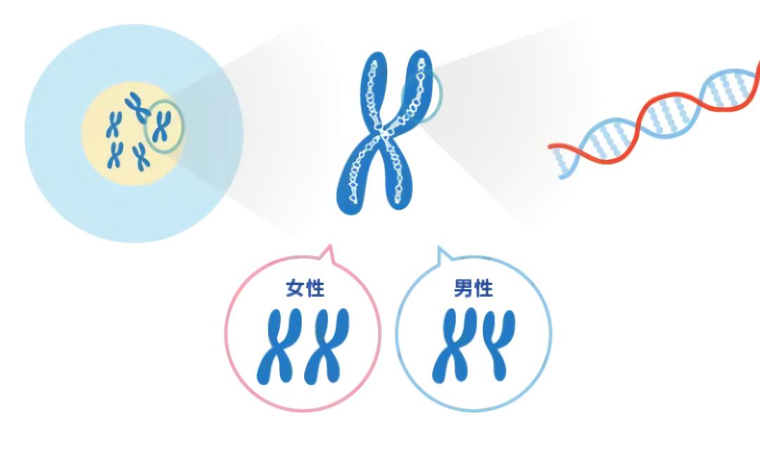 生男生女到底谁决定,生男生女到底谁决定的