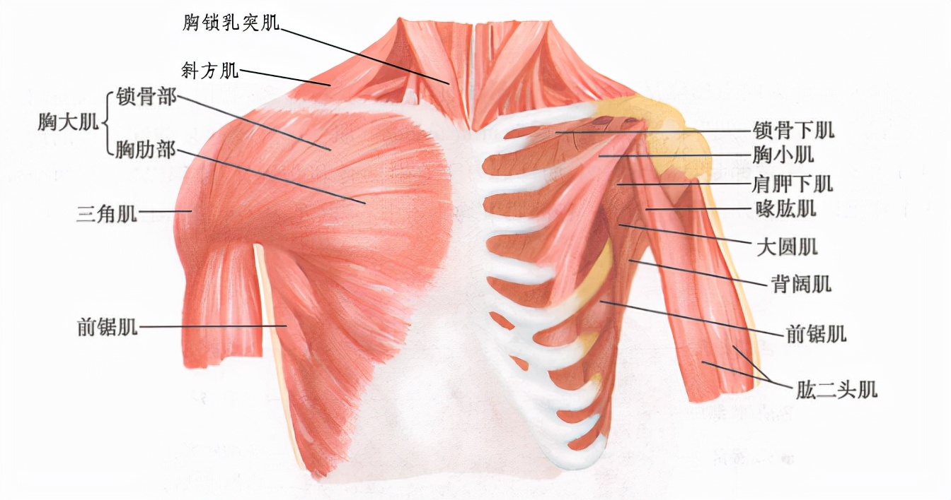 医学笔记资料大全,医学笔记整理