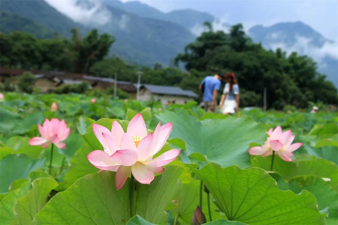 广州从化赏荷花胜地,从化草埔荷花