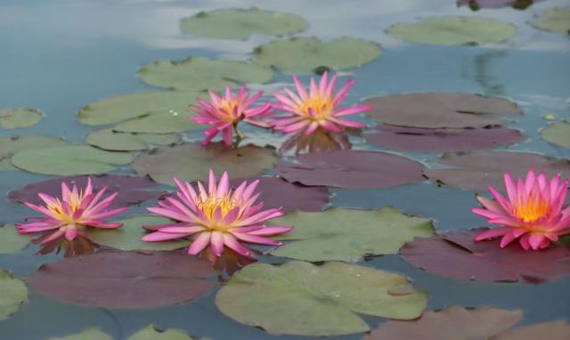 大暑赏莲！95后广东小伙“玩转”睡莲育种成为世界冠军