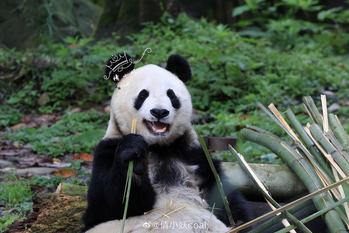 不高的高高和他不白的老婆白云——91年出生的童颜女神大熊猫白云