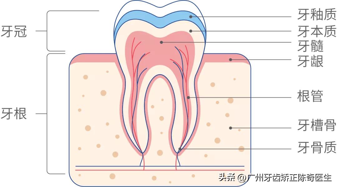 突发牙齿疼痛怎么缓解,毫无征兆的牙齿痛是怎么回事