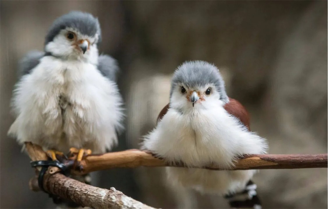 外表可爱却很凶残的动物大熊猫,大熊猫凶残的一面是什么样的