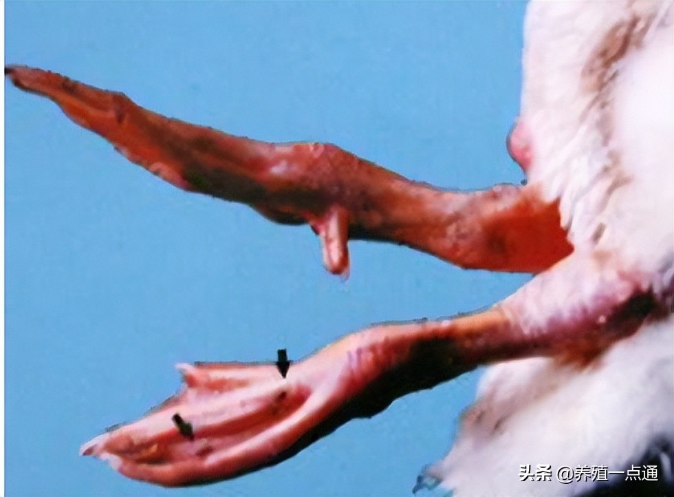 蛋鸭软脚什么原因,鸭软腿病的表现