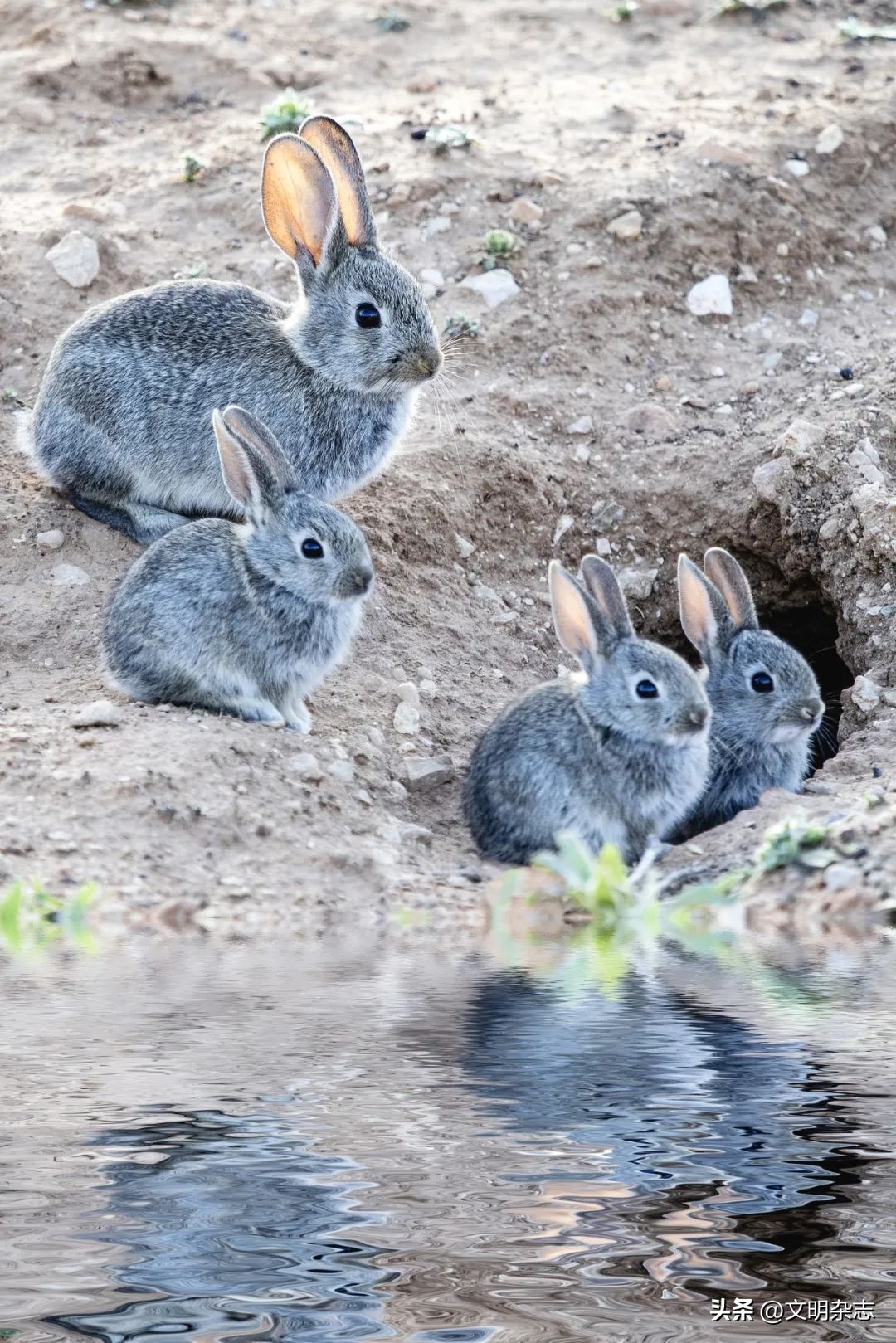 兔子来阳台,兔子来到新家