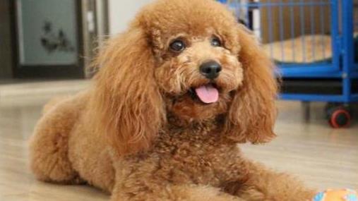 如何清理泰迪幼犬排泄腺,如何给泰迪狗清理肛腺