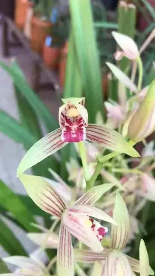 十大名贵兰花葱兰和韭兰的区别,十大名贵兰花视频