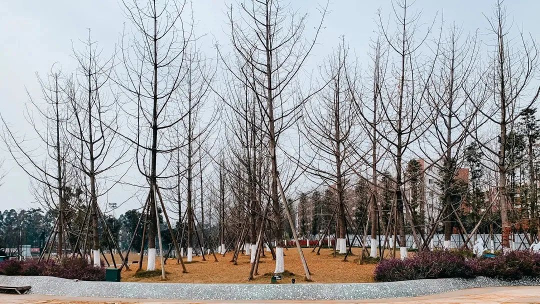 成都成华体育公园,成都成华区体育公园