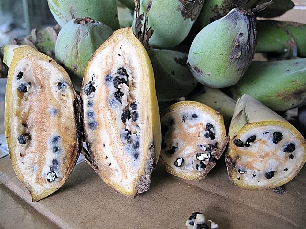 香蕉再过几年后会灭绝,香蕉濒临灭绝是因为什么