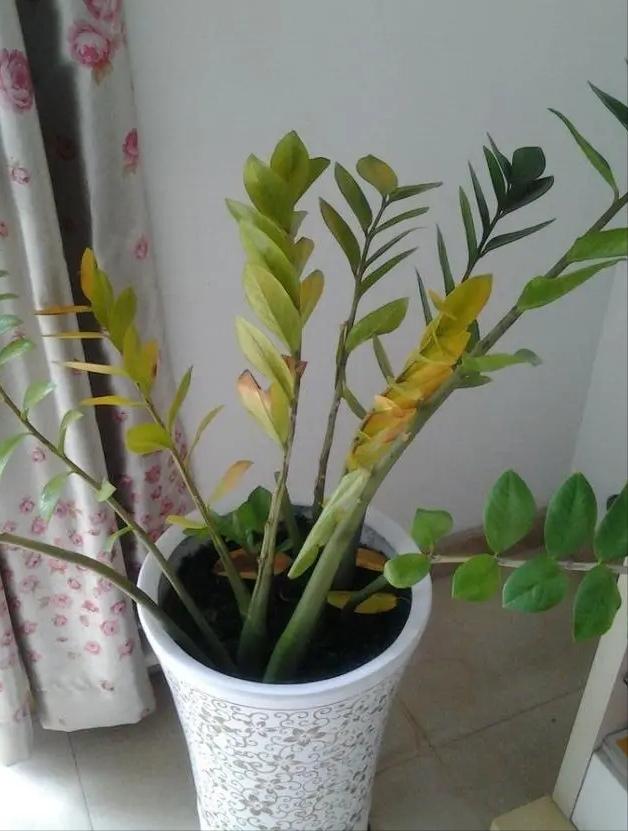 耐旱的花秋冬需要少浇水吧,这6种花就喜欢水多越浇越爆盆