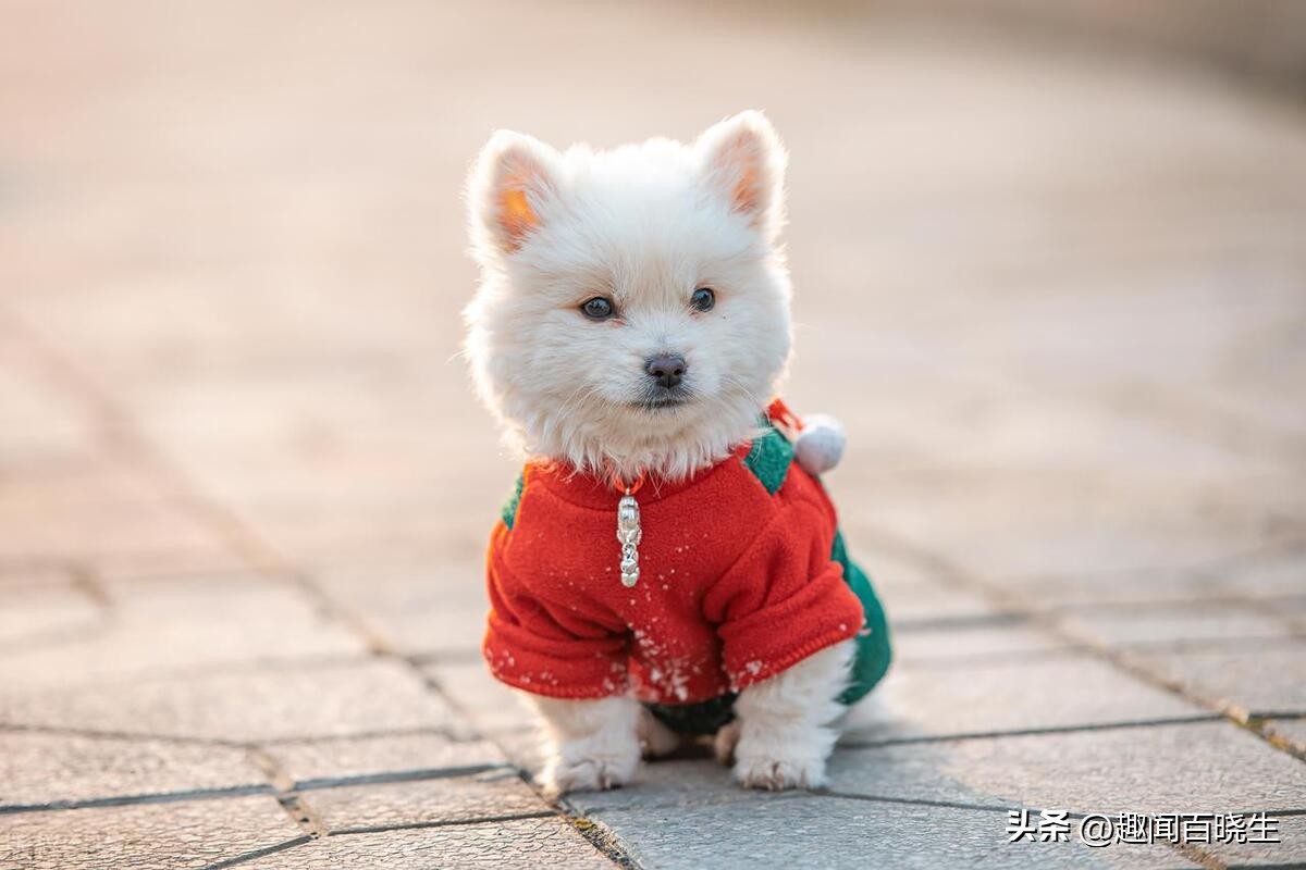 周公解梦大全：梦见十二生肖之狗，我们忠诚的伙伴